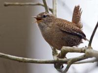 Winterkoning / Troglodytes troglodytus