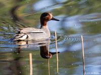 Wintertaling / Anas crecca