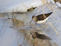 Witgat / Tringa ochropus