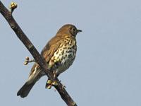 Zanglijster / Turdus philomelos