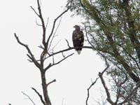 Zeearend / Haliaeetus albicilla