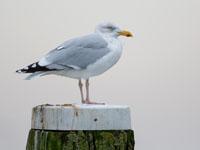 Zilvermeeuw / Larus argentatus