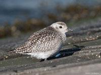 Zilverplevier / Pluvialis squatarola