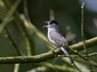 Zwartkop / Sylvia tricapilla