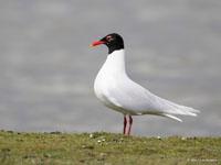 Zwartkopmeeuw / Ichthyaetus melanocephalus