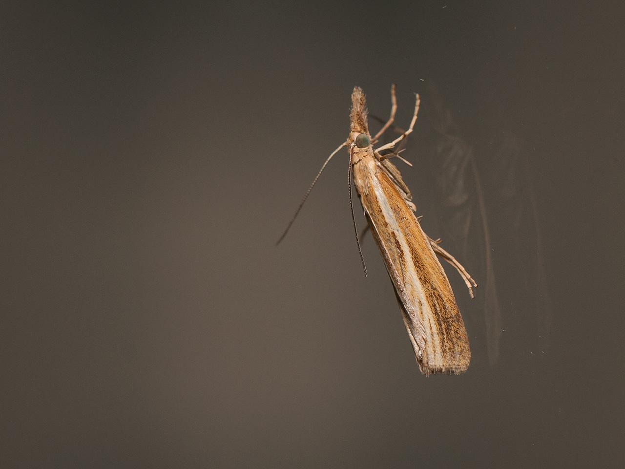 08001010      Blauwooggrasmot   -   Agriphila straminella   -   2012 08 19     ..jpg