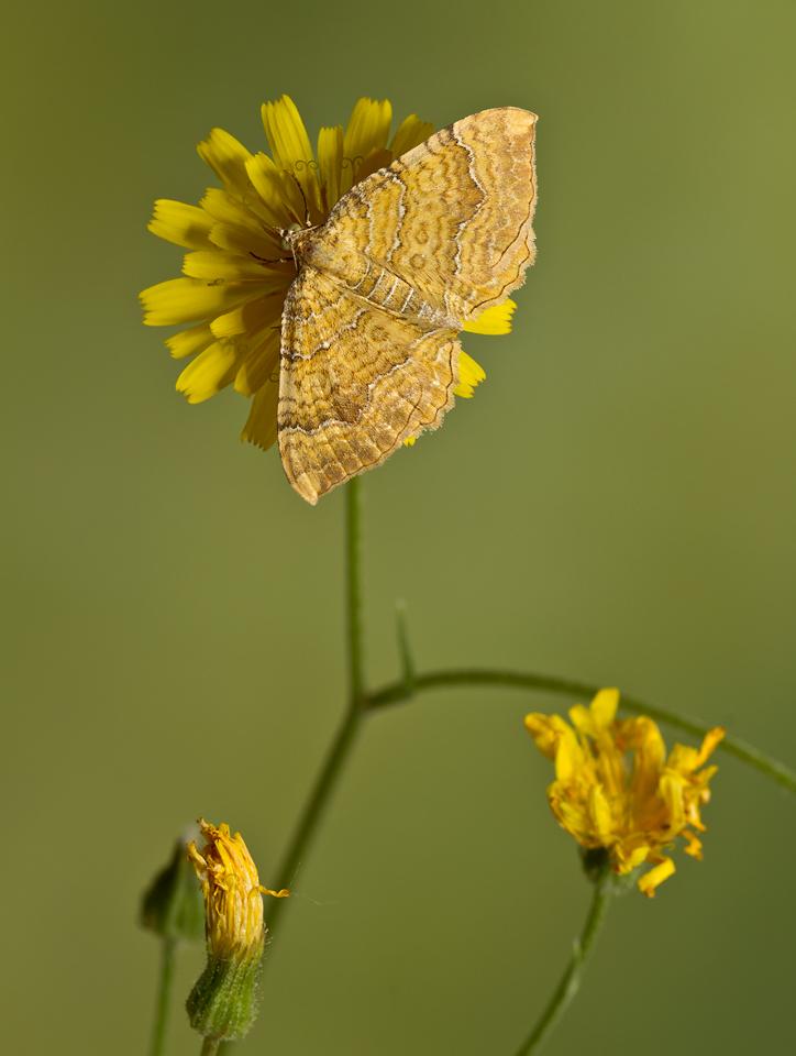 150 110 10 Gestreepte-goudspanner-Camptogramma-bilinata-20130810g1280IMG_8958a.jpg