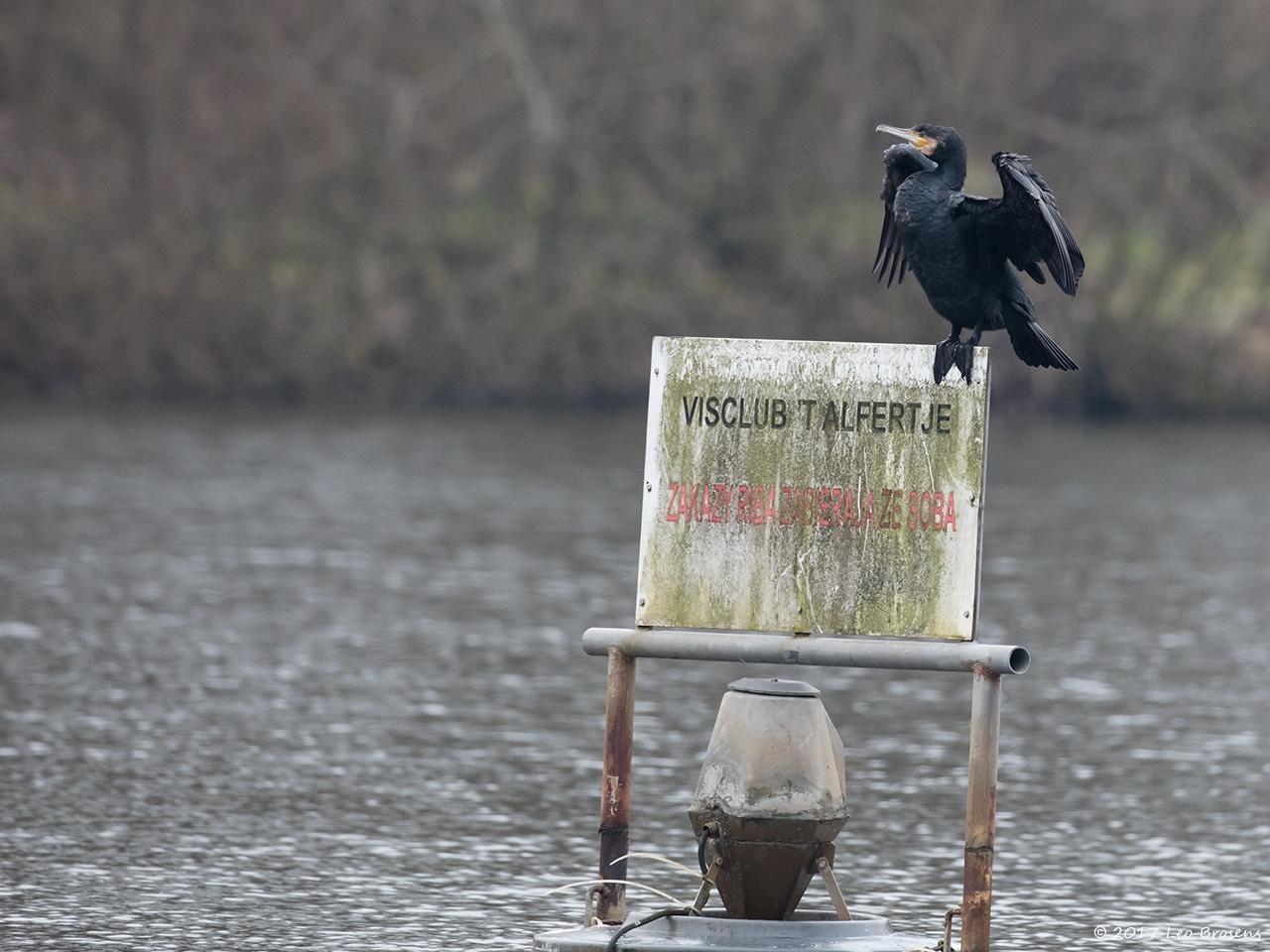 Aalscholver-20170209g1280YSXX6661a.jpg