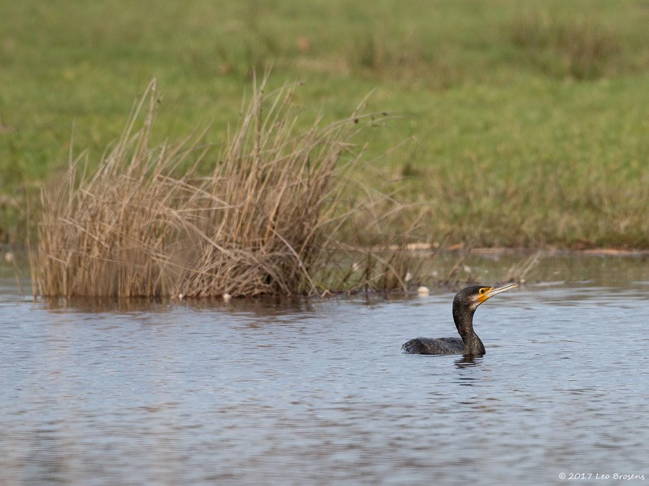 Aalscholver-20170310g1280YSXX7243a.jpg