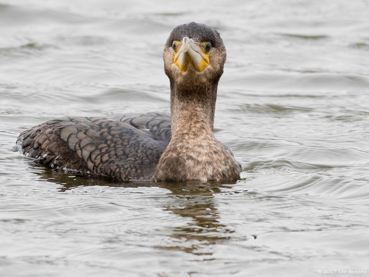 Aalscholver-20170317g1280YSXX7353a.jpg