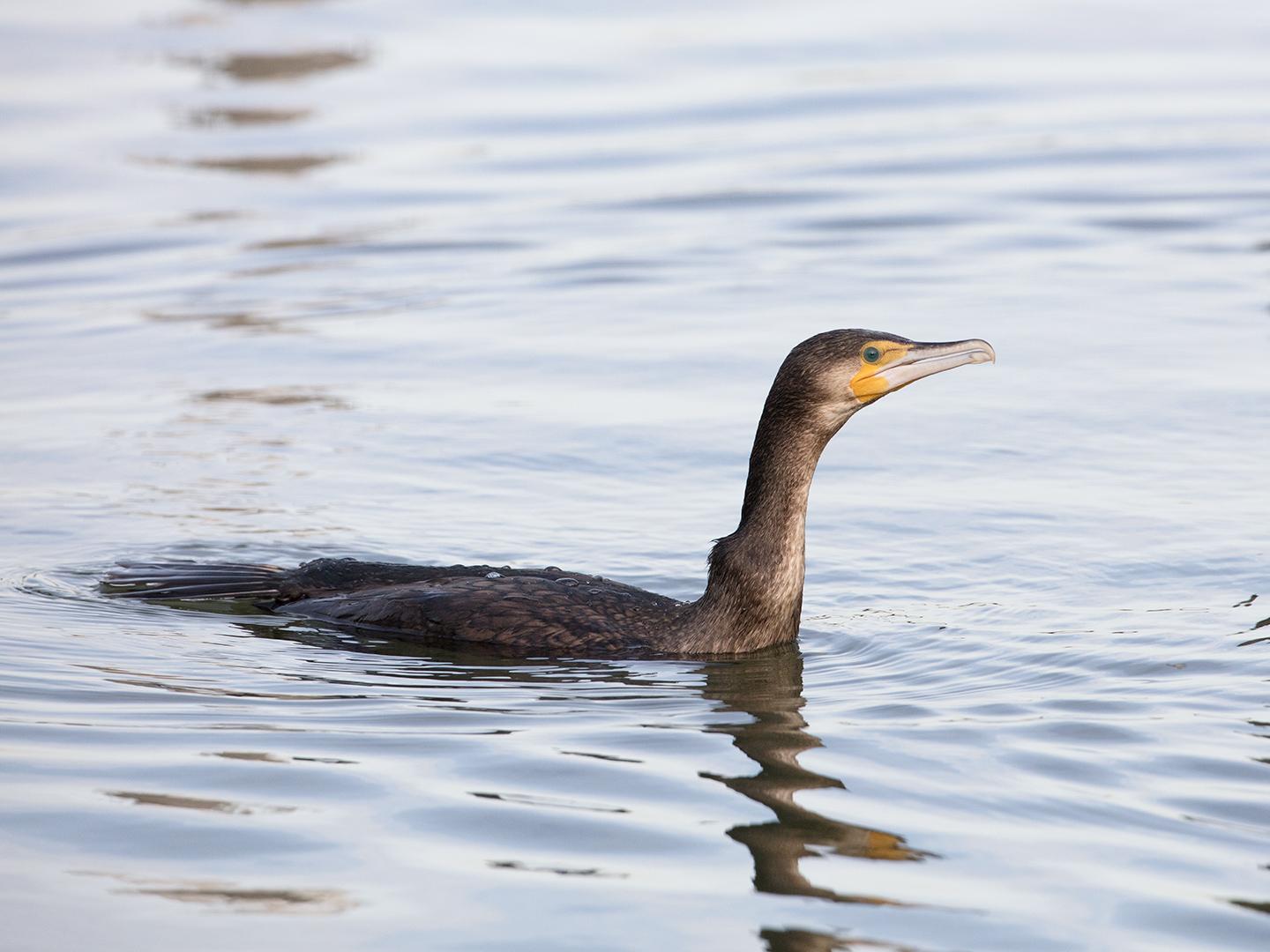 Aalscholver-20190129g1440aYSXX4535.jpg