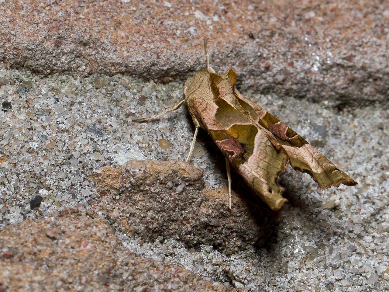 Agaatvlinder-Phlogophora-meticulosa-20130923g1280IMG_0551a.jpg