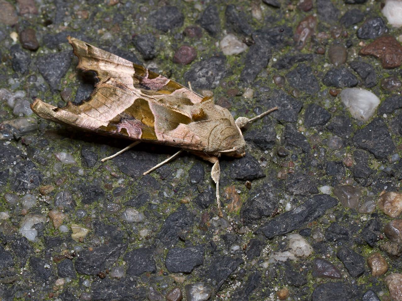 Agaatvlinder-Phlogophora-meticulosa-20130923g1280IMG_0552a.jpg