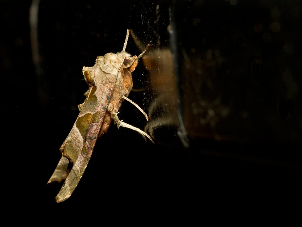 Agaatvlinder-Phlogophora-meticulosa-20130923g1280IMG_0561a.jpg