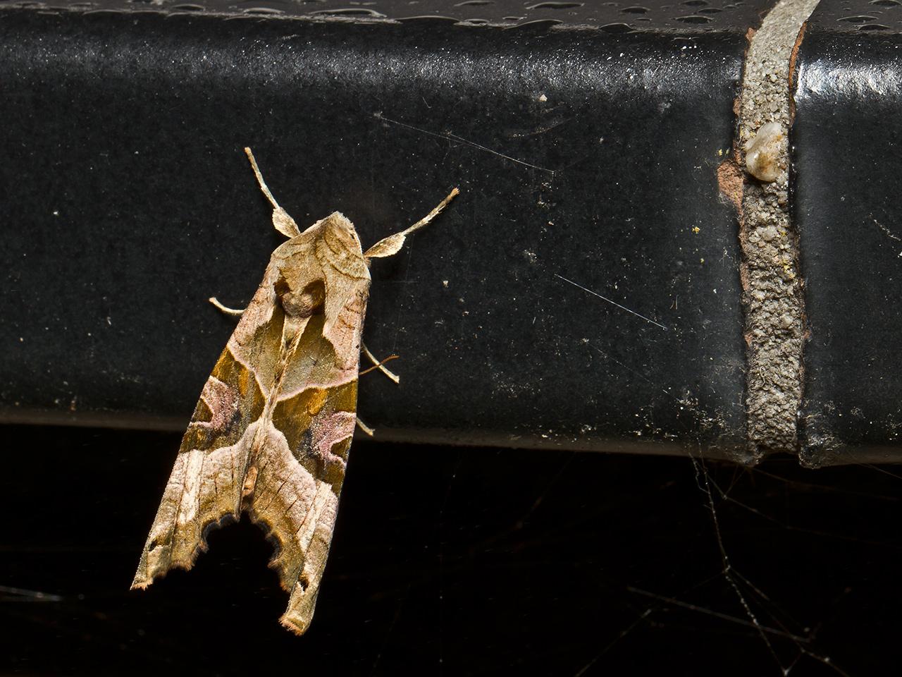 Agaatvlinder-Phlogophora-meticulosa-20130923g1280IMG_0564a.jpg