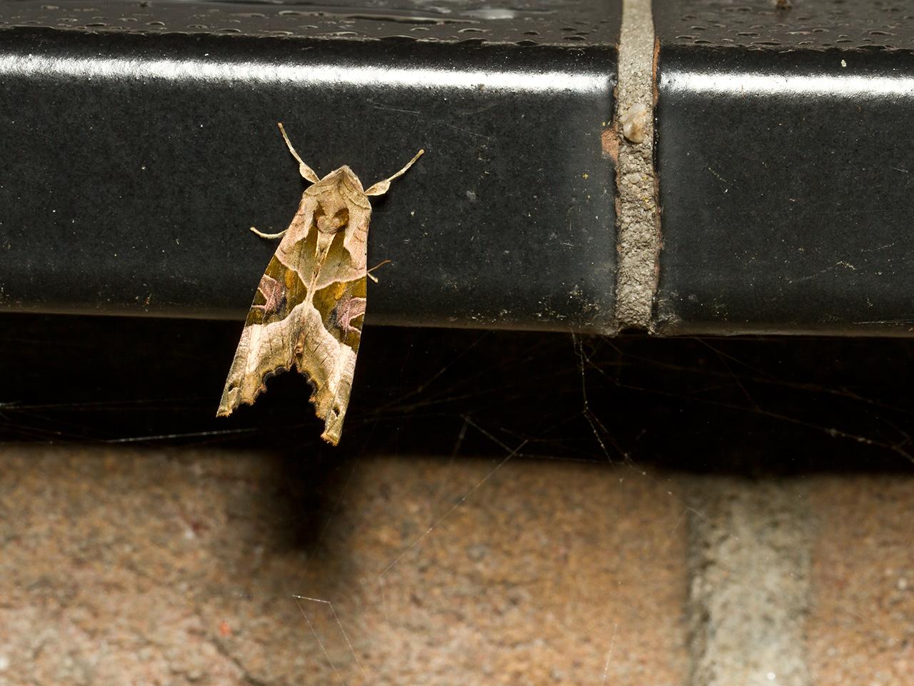 Agaatvlinder-Phlogophora-meticulosa-20130923g1280IMG_0572a.jpg