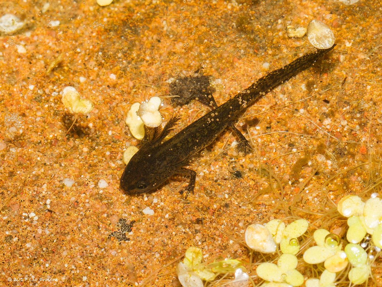 Alpenwatersalamander-20130720g1280IMG_7845nacrfb.jpg