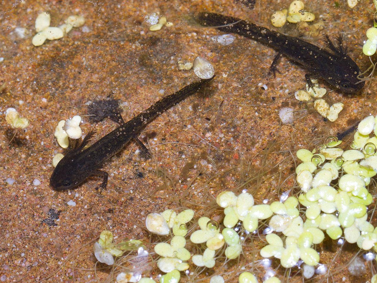 Alpenwatersalamander-20130720g1280IMG_7845nb.jpg