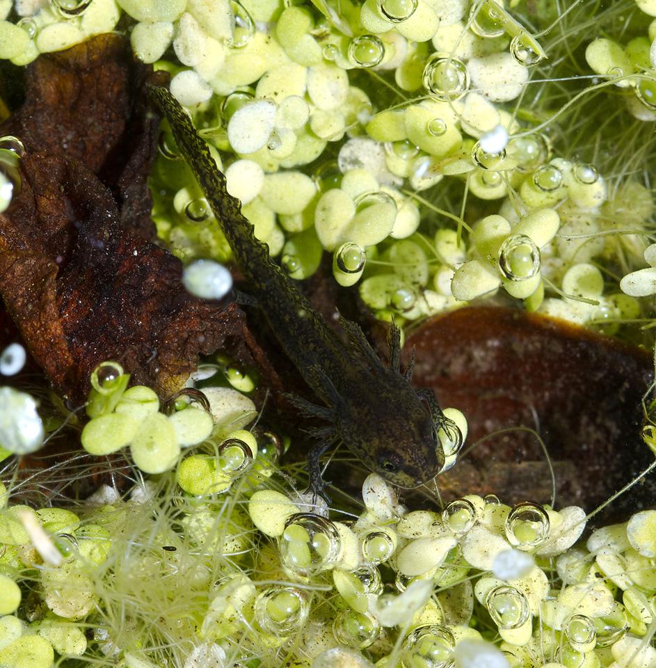 Alpenwatersalamander-20130720g1280IMG_7871a.jpg