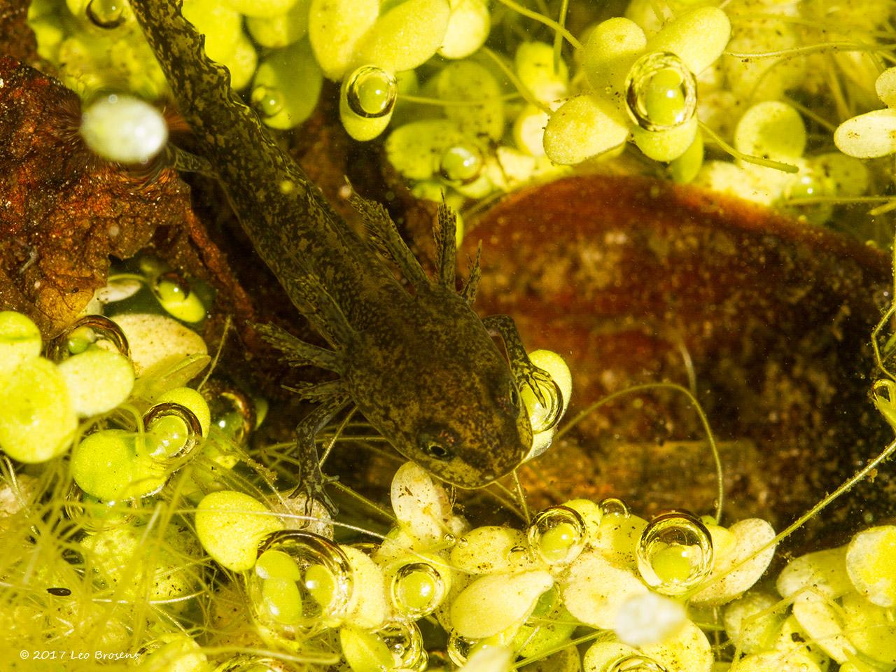 Alpenwatersalamander-20130720g1280IMG_7871nacrfb.jpg