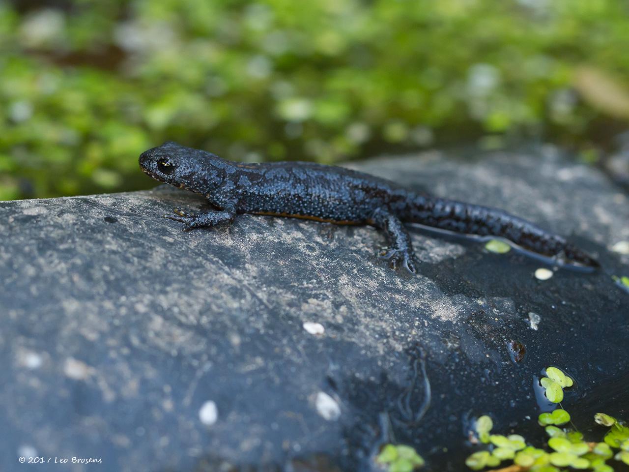 Alpenwatersalamander-Ichthyosaura-alpestris-20170927g1280IMG_6329acrfb.jpg