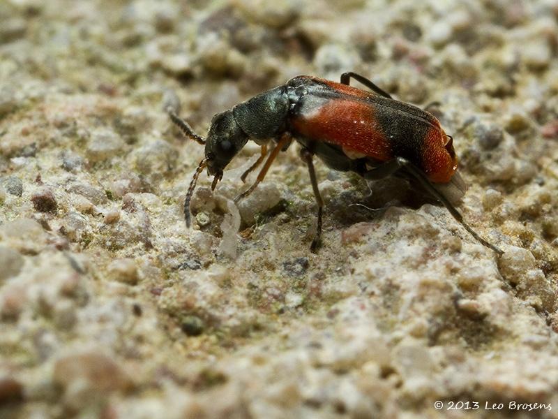 Anthocomus-bipunctatus-20130123g800IMG_4286a.jpg