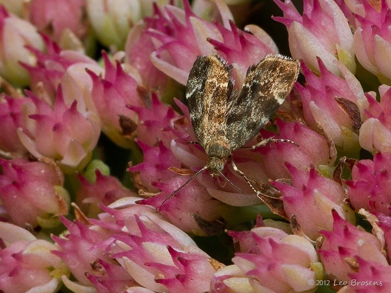 Anthophila-fabriciana-20120909g800200IMG_0365a.jpg