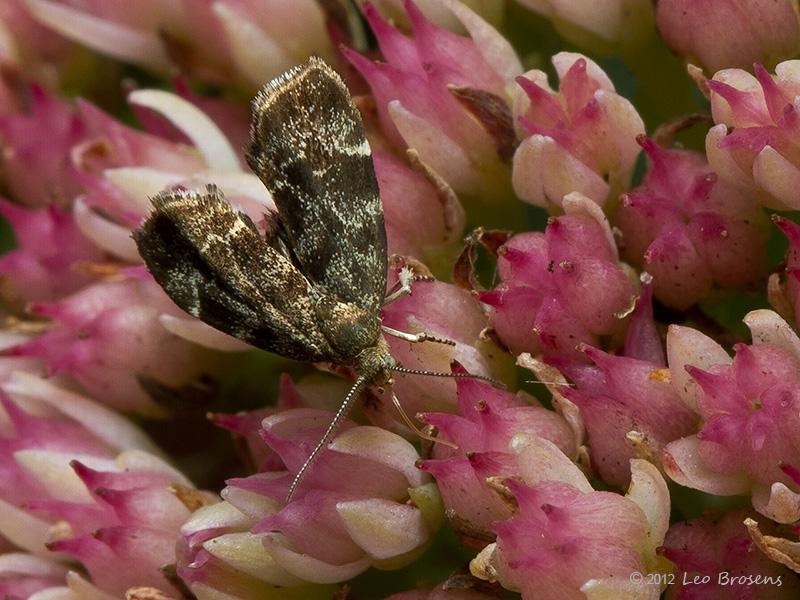 Anthophila-fabriciana-20120909g800IMG_0367a.jpg