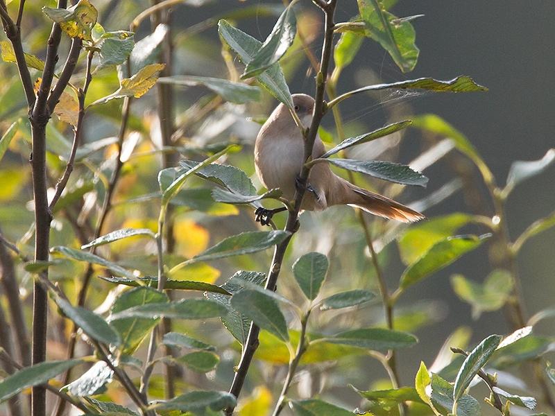 Baardmannetje-20131019g8007X1A8951a.jpg