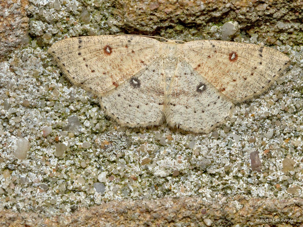 Berkenoogspanner-Cyclophora-albipunctata-20150807g1280IMG_2098ancrfb.jpg