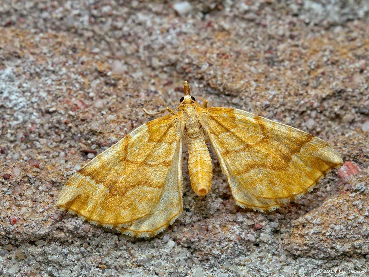 Bessentakvlinder-Eulithis-mellinata-20150612g1280IMG_0013a.jpg