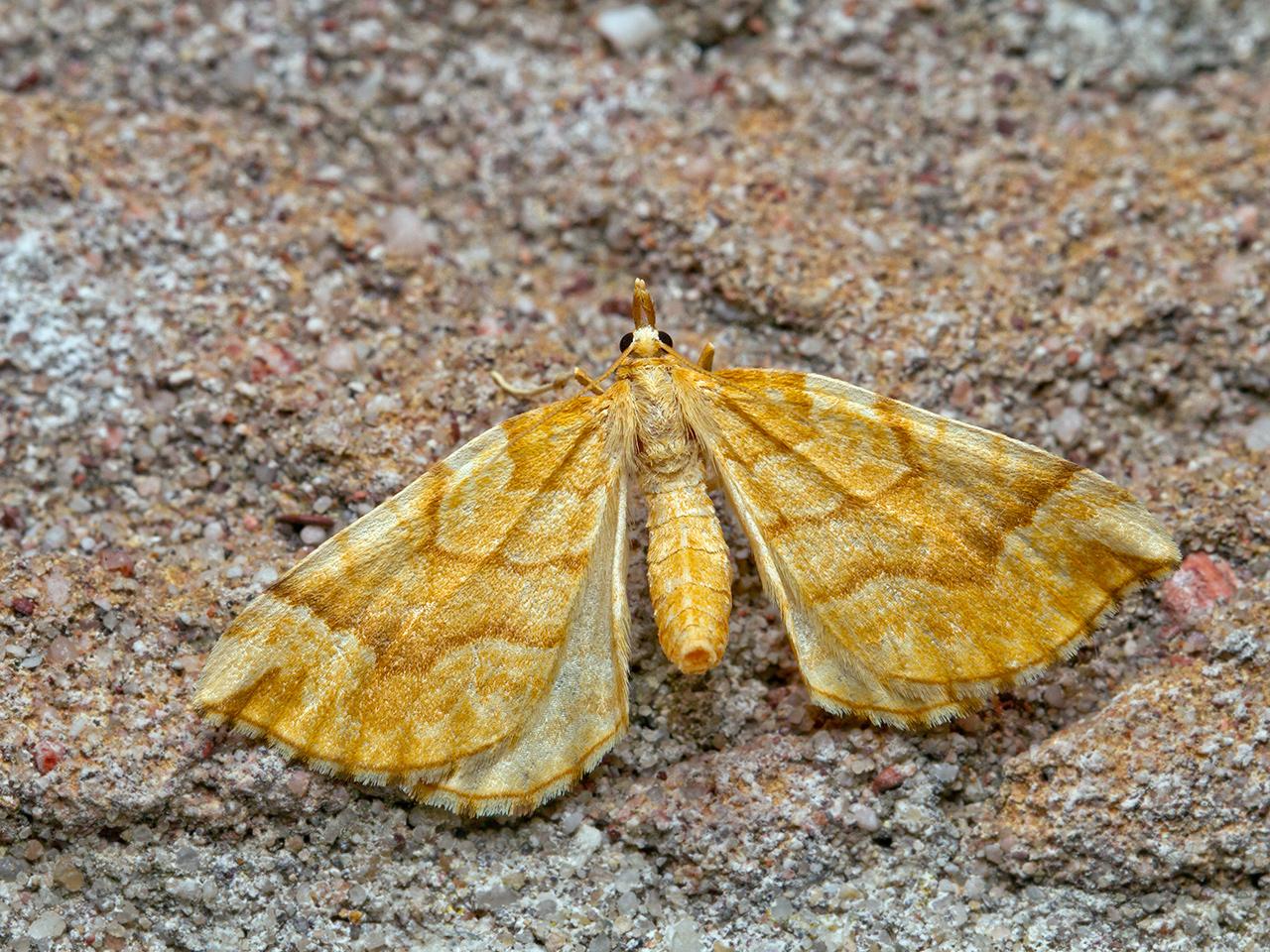 Bessentakvlinder-Eulithis-mellinata-20150612g1280IMG_0013a_0.jpg