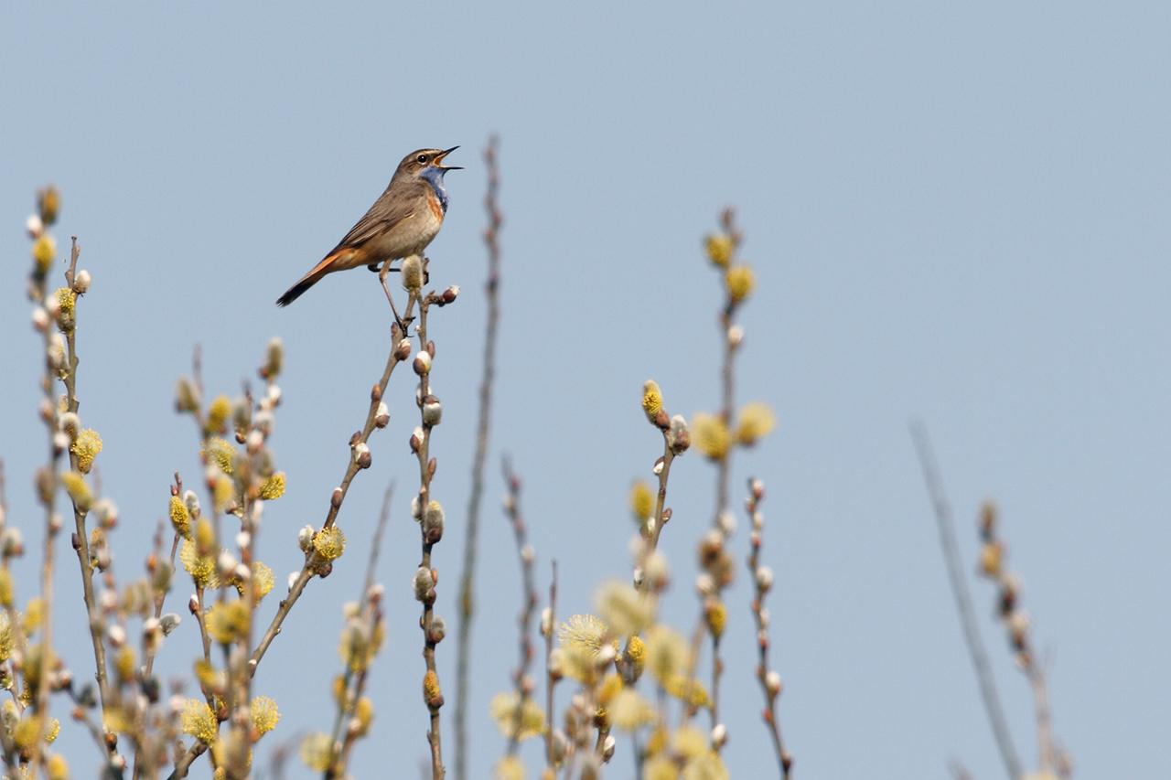 Blauwborst-20120322g1280IMG_2825a_0.jpg