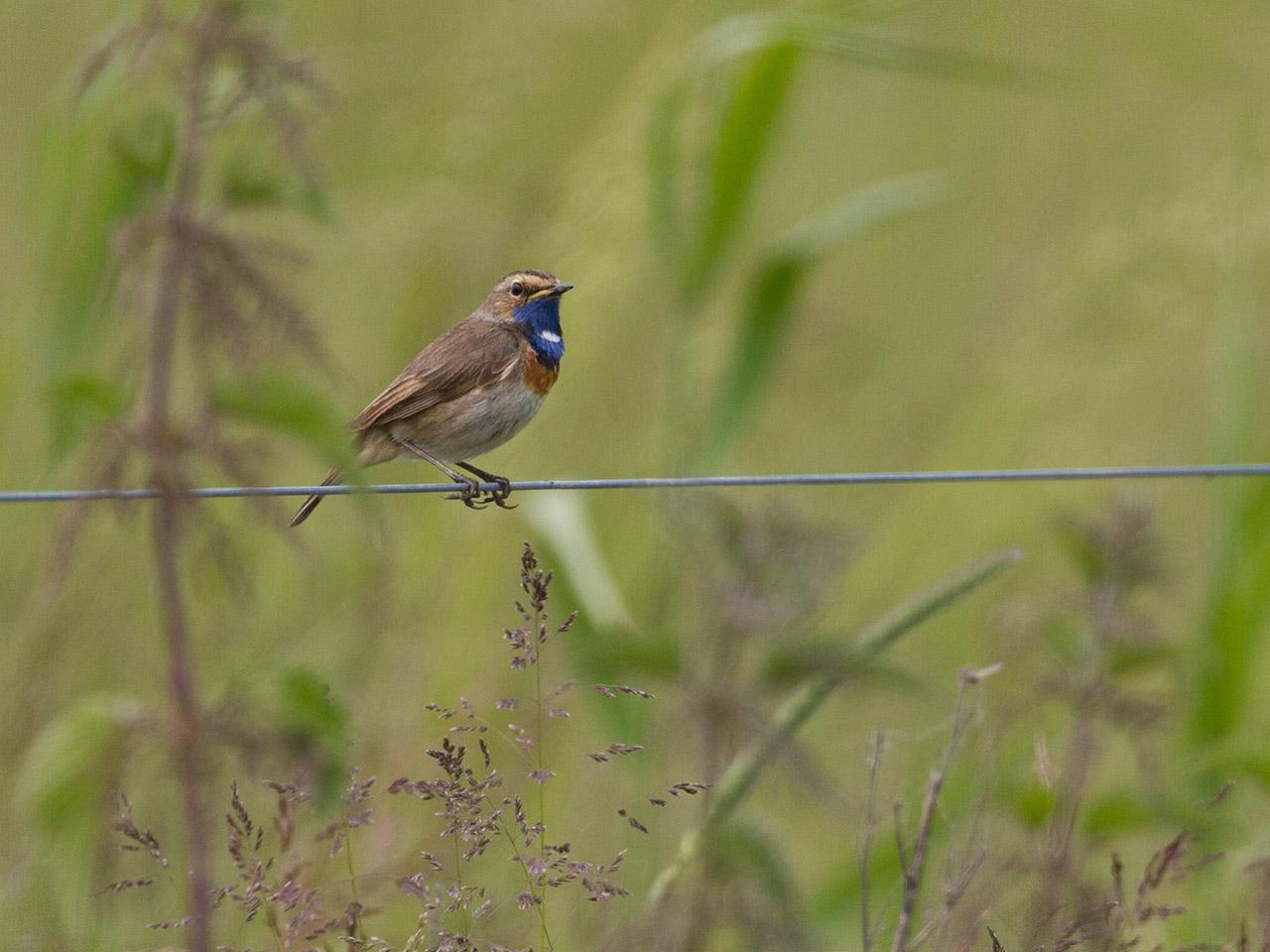 Blauwborst-20120602g1280IMG_6407a_0.jpg