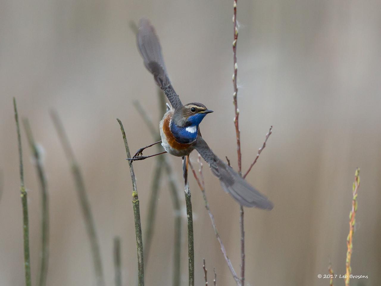 Blauwborst-20130413g12807X1A6455acrfb.jpg