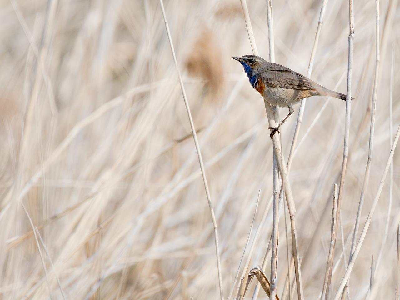 Blauwborst-20140426g12807X1A1110a_0.jpg