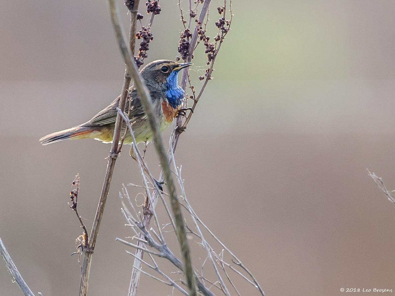 Blauwborst-20180417g1280YSXX2224a_0.jpg