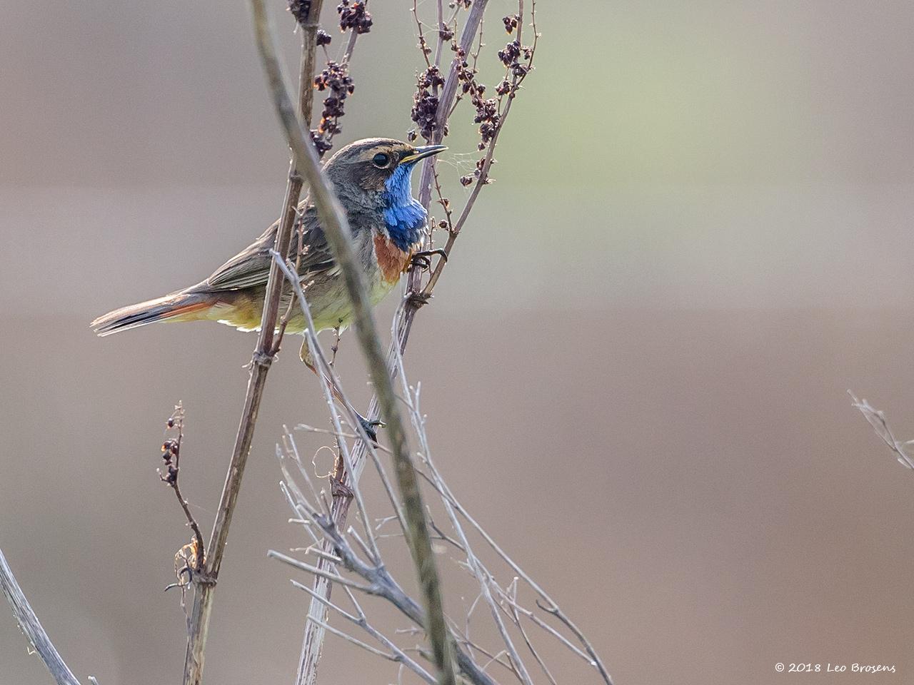 Blauwborst-20180417g1280YSXX2224acrfb.jpg