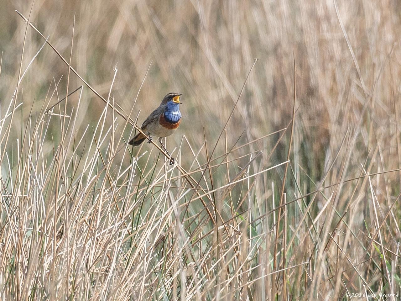 Blauwborst-20180417g1280YSXX2243b_0.jpg