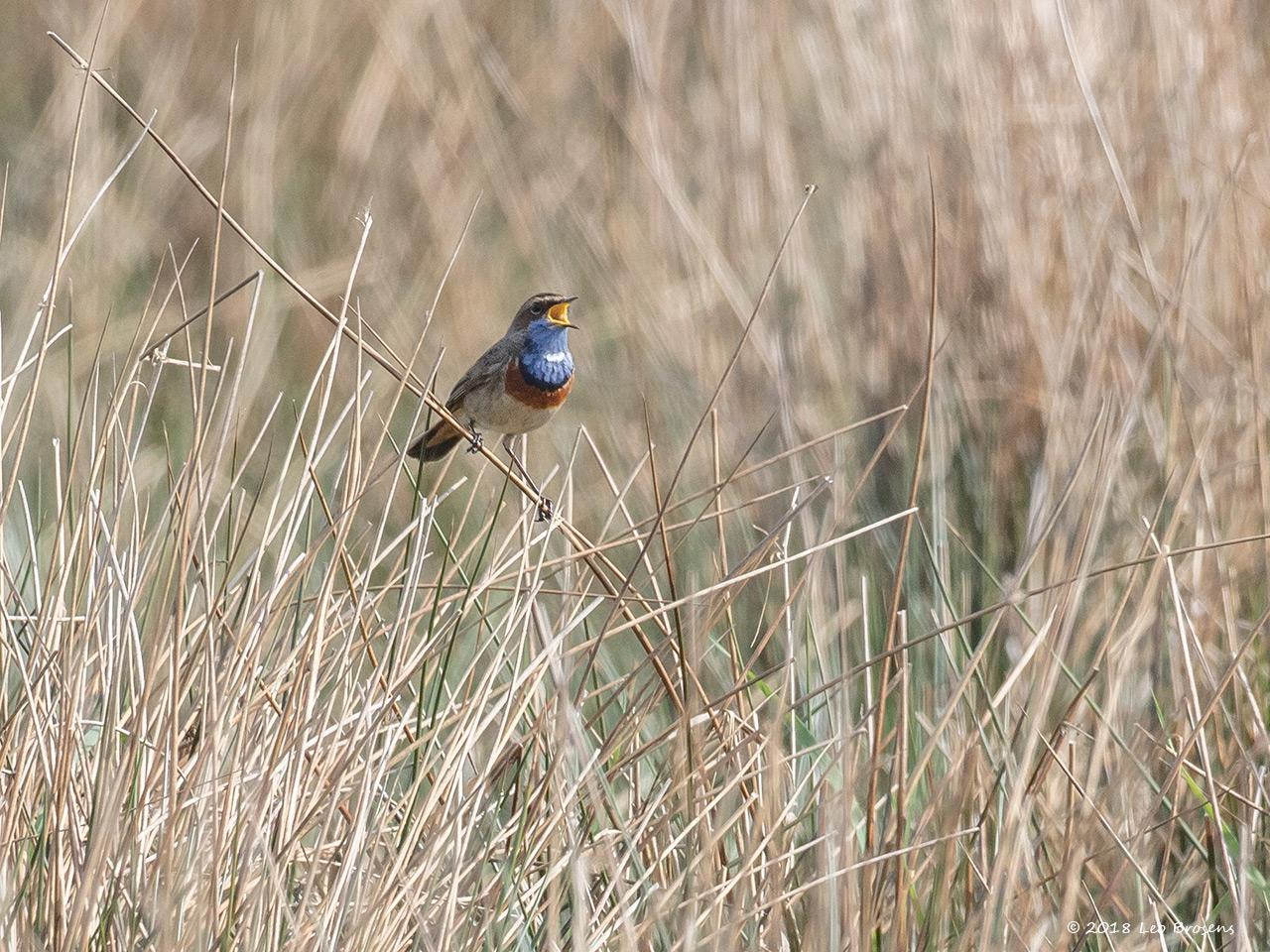 Blauwborst-20180417g1280YSXX2243bcrfb.jpg