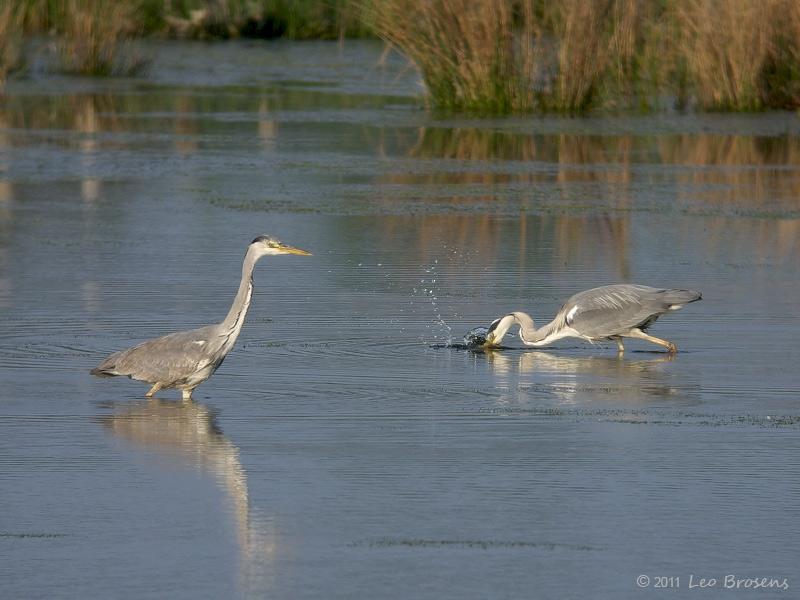 Blauwe-reiger-20090419P1030963a.jpg