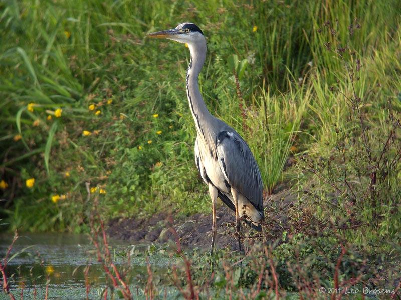 Blauwe-reiger-20090921P1080512d.jpg