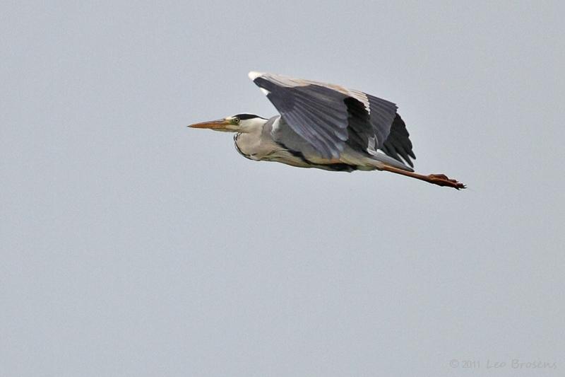 Blauwe-reiger-20110605IMG_4900a.jpg