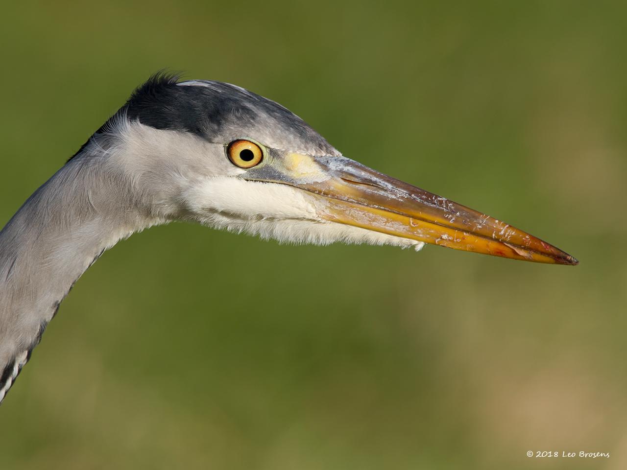 Blauwe-reiger-20111217g1280IMG_0327acrfb.jpg