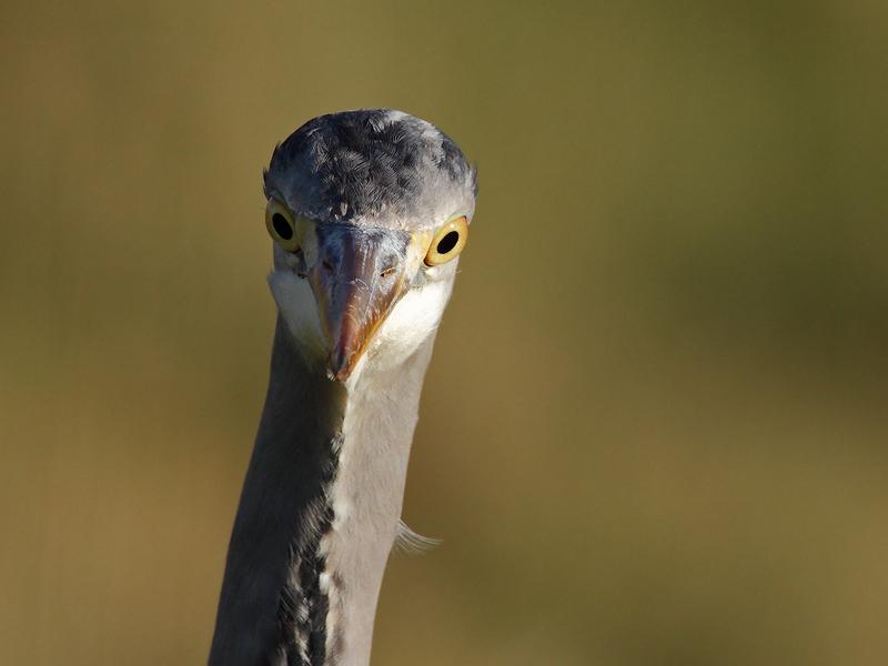 Blauwe-reiger-20111217g800IMG_0301a.jpg