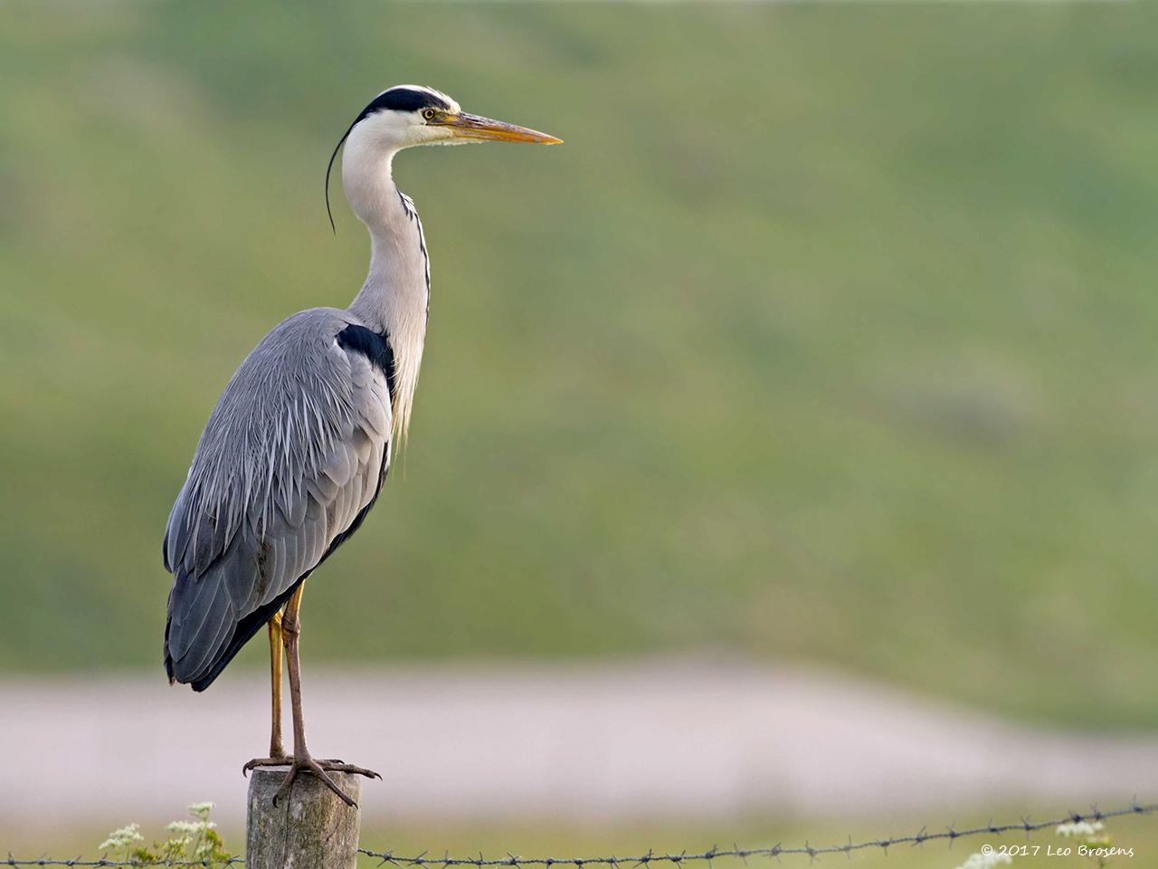 Blauwe-reiger-20120602gmIMG_6243acrfb.jpg