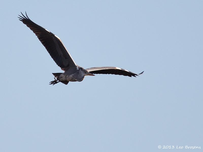 Blauwe-reiger-20130206g8007X1A3724a.jpg