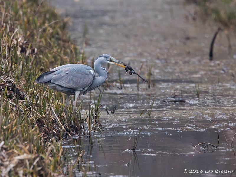 Blauwe-reiger-20130410g8007X1A6158a.jpg