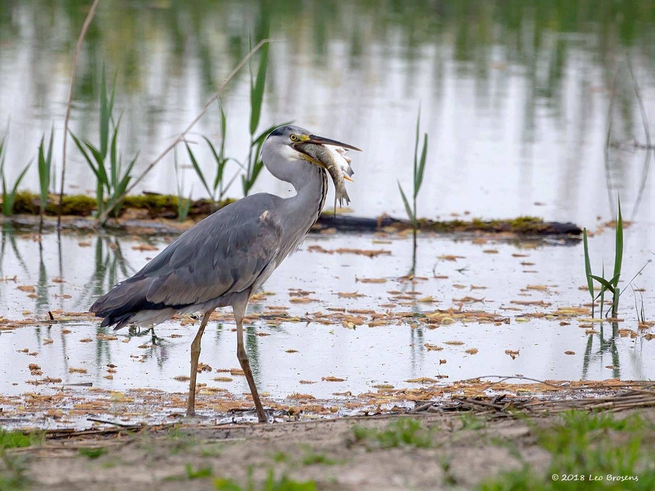 Blauwe-reiger-20160510g12807X1A5229acrfb.jpg