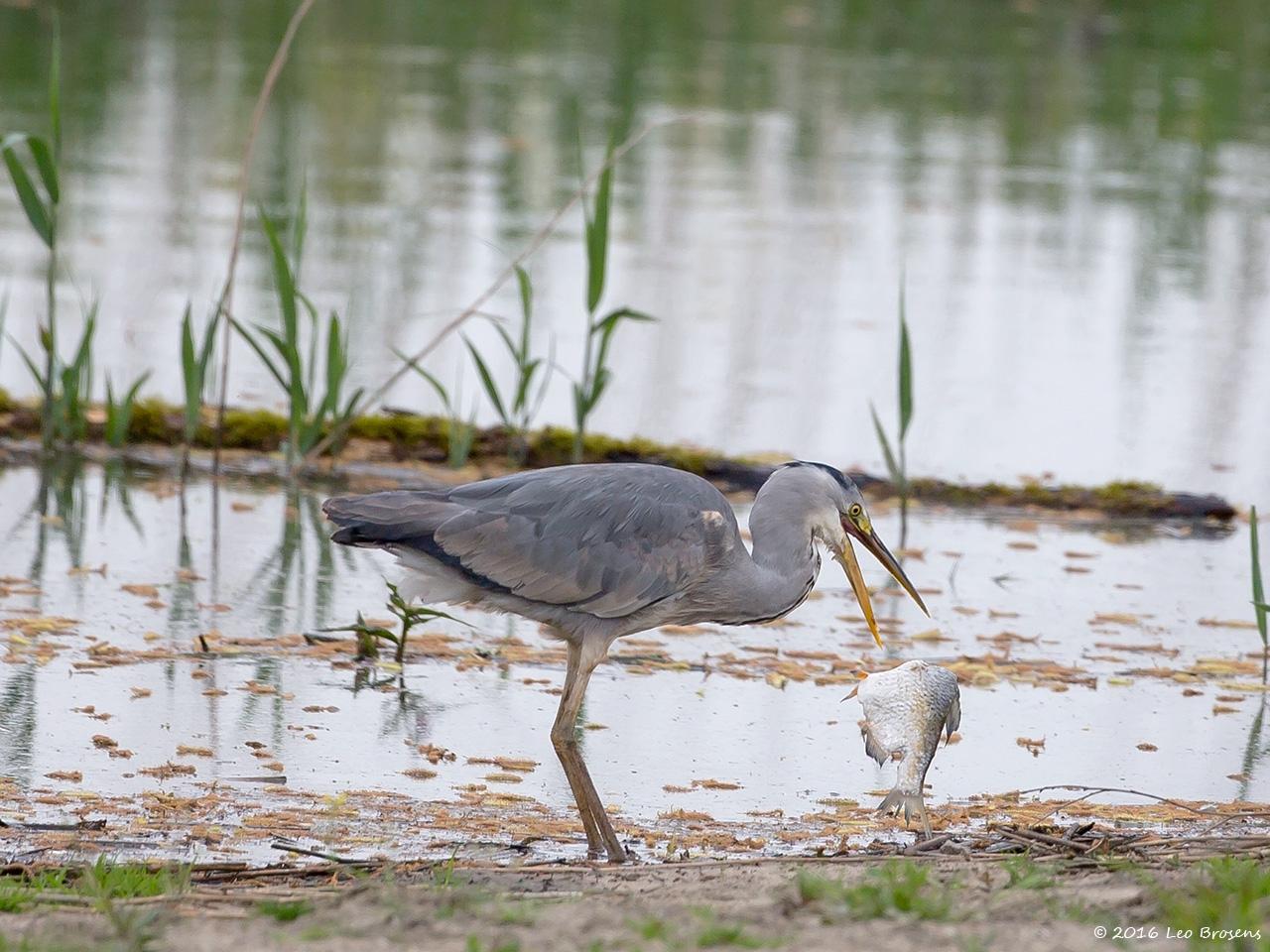 Blauwe-reiger-20160510g12807X1A5236a.jpg